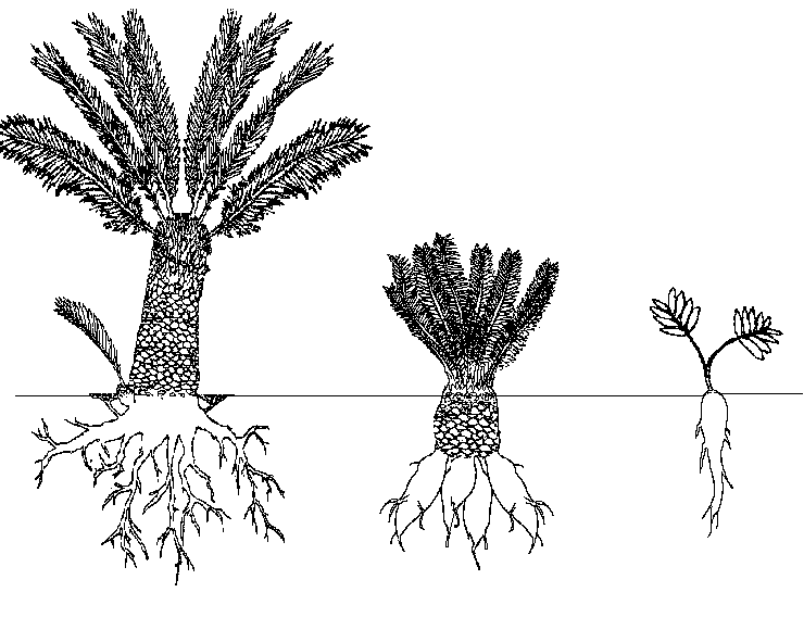 A network of plant plant roots. CC-SA3.0 retrieved from https://commons.wikimedia.org/wiki/File:Cycads_root.png